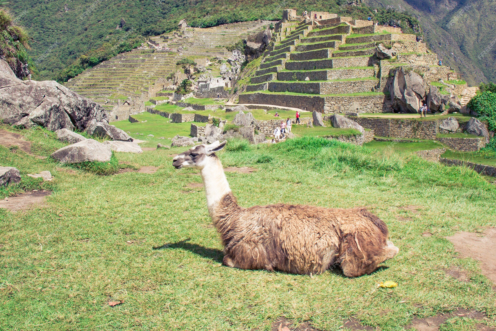 Lhama em Machu Picchu - Quebra-Cabeça - Geniol