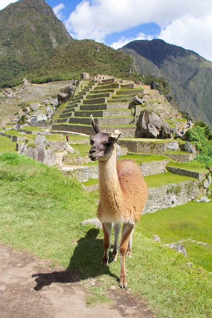 Lhama em Machu Picchu sete novas maravilhas deste mundo no Peru