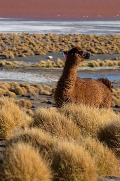 Lhama marrom ou alpaca em Laguna Colorada na Bolívia