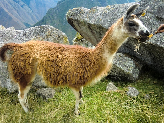 Lhamas pastando nas ruínas de Machu Picchu Cusco Peru