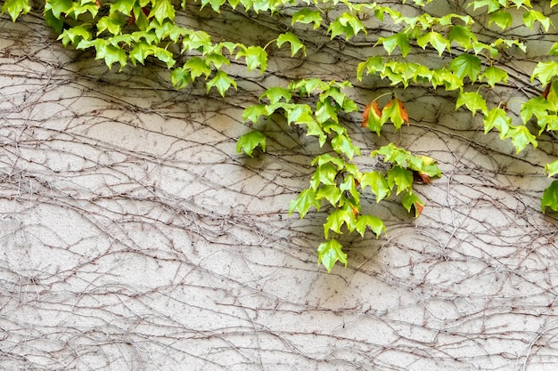 Liana com folhas verdes em uma parede de pedra