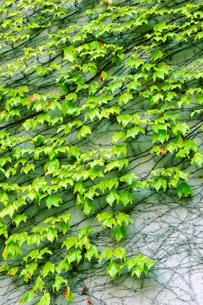 Liana com folhas verdes em uma parede de pedra