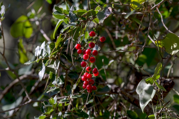 Liana Smilax aspera mit roten Beeren in der Nähe