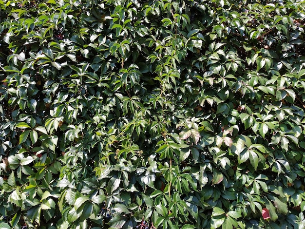 Lianas y matorrales como jardinería vertical de paredes Hermosas plantas trepando La naturaleza de los Balcanes Uvas silvestres hojas y ramas Verde brillante Enfoque suave