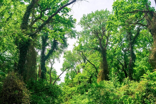 Lianenbedeckte Bäume in einem subtropischen Laubwald im Delta des Flusses Samur