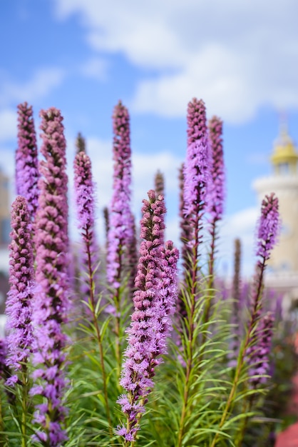 Liatris roxo flores sobre fundo de céu azul