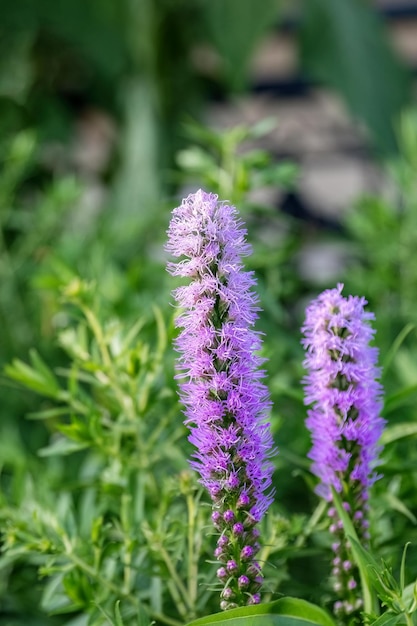 Liatris spicata o flor morada estrella ardiente densa en el diseño del jardín