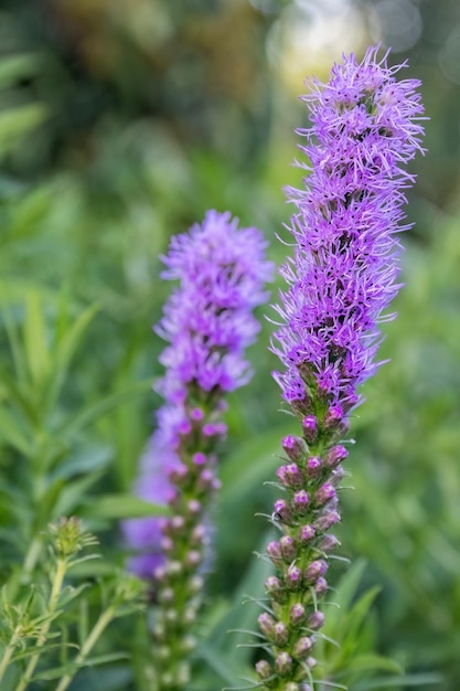 Liatris spicata ou flor roxa de estrela brilhante e densa no design do jardim