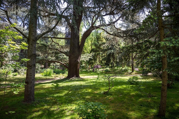 Libanesische Zeder in einem Wald