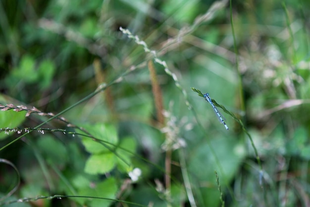 libelinha azul