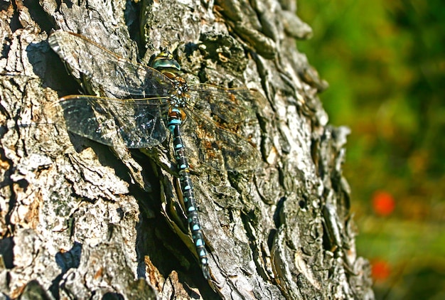 Libelle am Baum