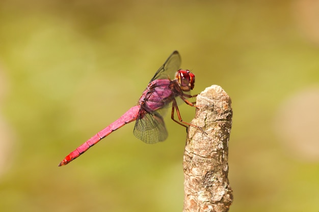 Libelle am zweig