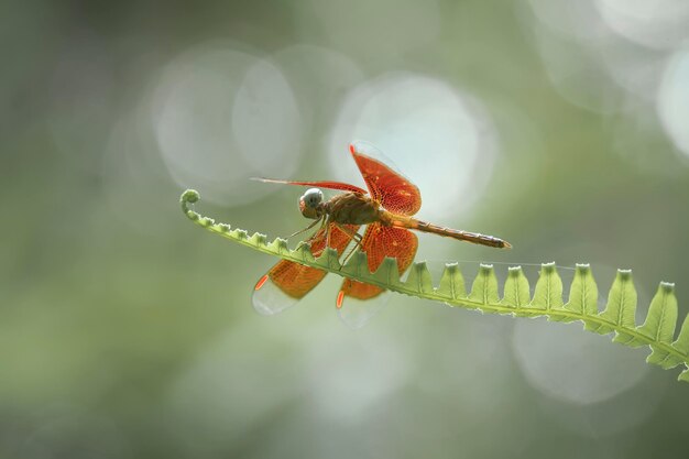 Foto libelle an einzigartigem ort