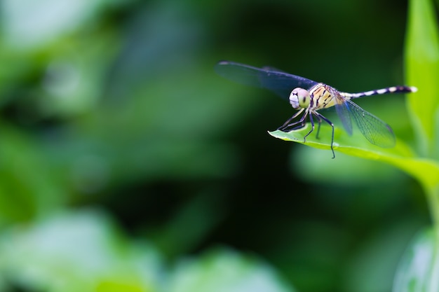 Libelle auf Blatt