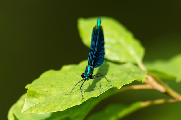 Libelle auf Blatt