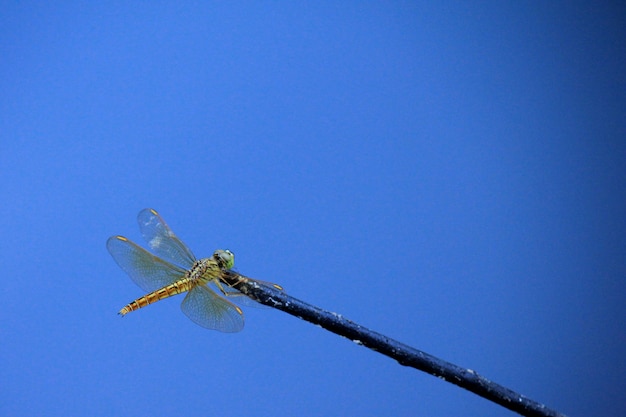 Libelle auf Blau