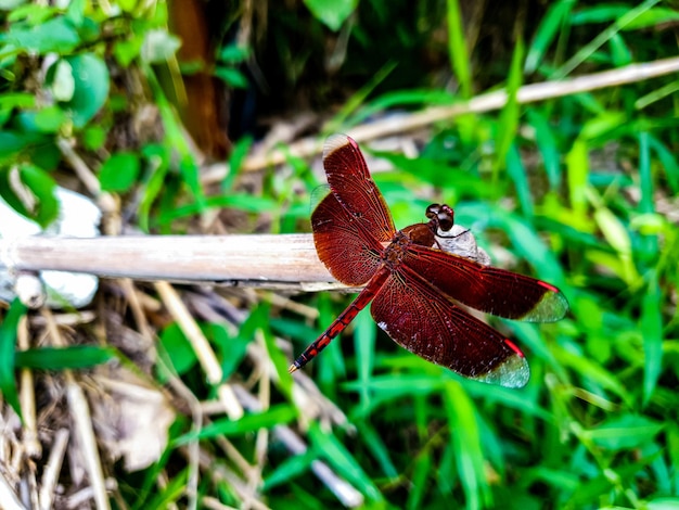 Libelle auf dem Holzhintergrund schöne Natur, die Frühlingsnaturdesign-Sonnenpflanze tont