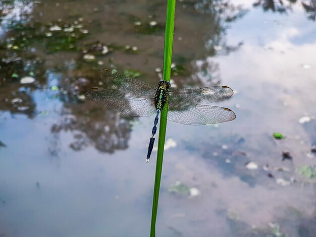 Libelle auf dem tropischen Blatt des schönen Naturkonzeptes des Blatthintergrundes