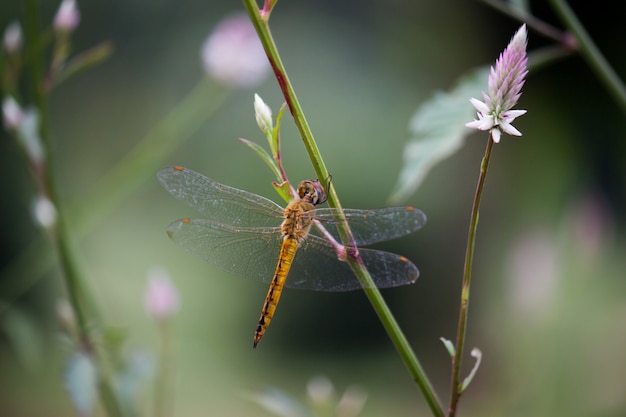 Libelle auf der Blumenanlage