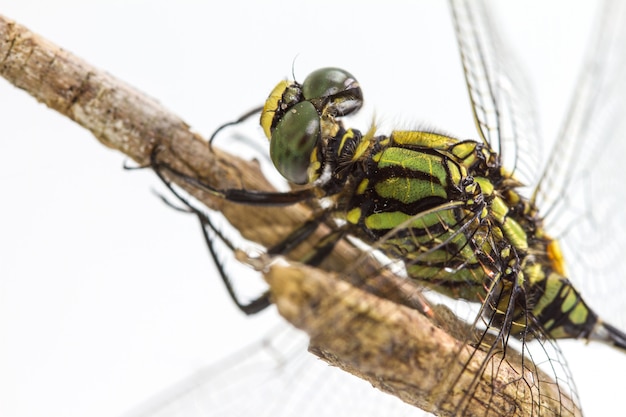 Libelle auf einem Baumast gehockt