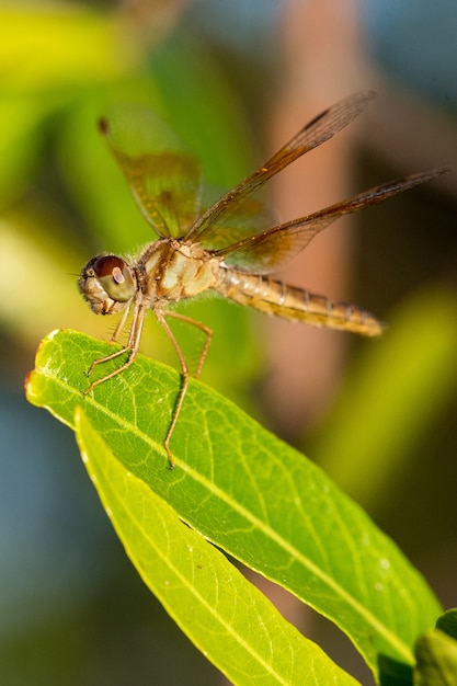 Libelle auf einem Blatt