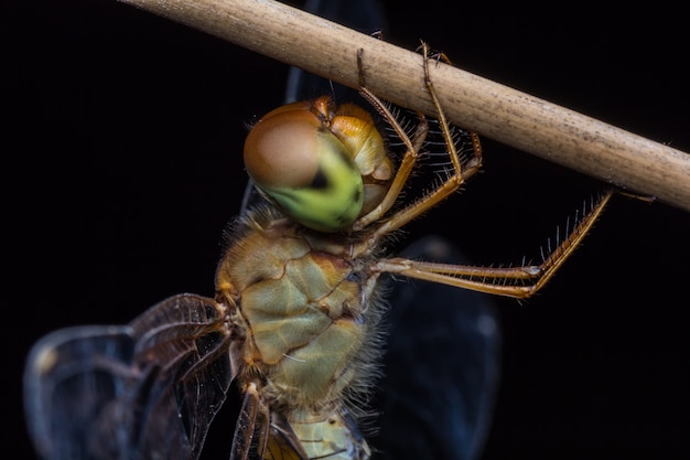 Libelle auf einem getrockneten Blatt.