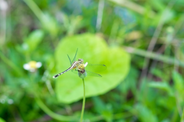 Libelle auf einem Gras morgens