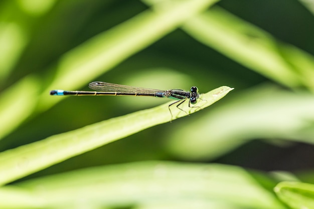 Libelle auf einem grünen Blatt