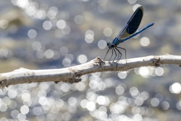 Libelle auf Flusshintergrund