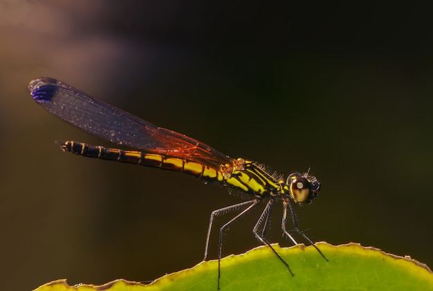 Libelle auf grünen Blättern und dunklem Hintergrund. kopieren sie platz