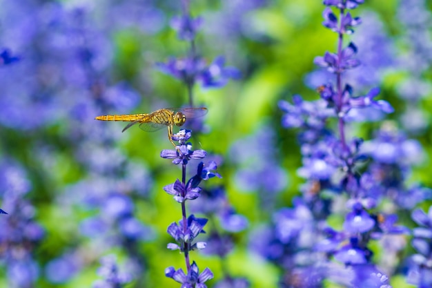 Libelle auf Lavendelblume