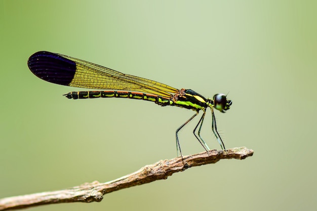 Libelle auf Zweigen im tropischen Garten