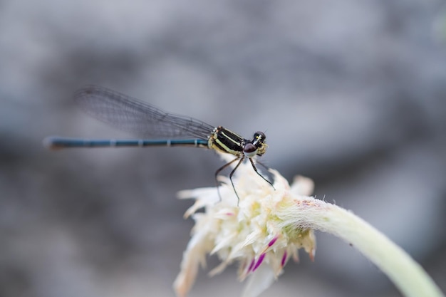 Libelle aus nächster Nähe, die noch am Stiel hält