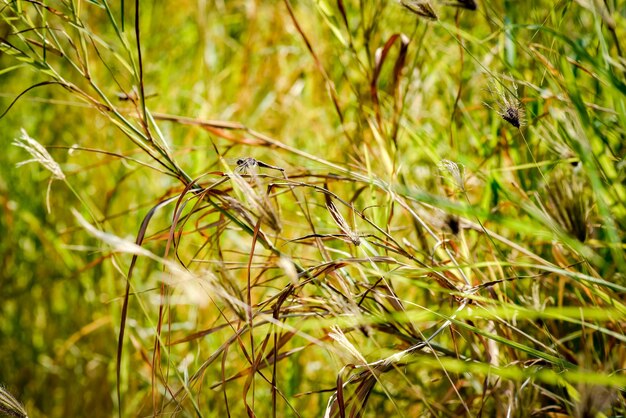 Libelle halten trockene Äste in der Natur Libelle in der Natur Lebensraum Hintergrundbild