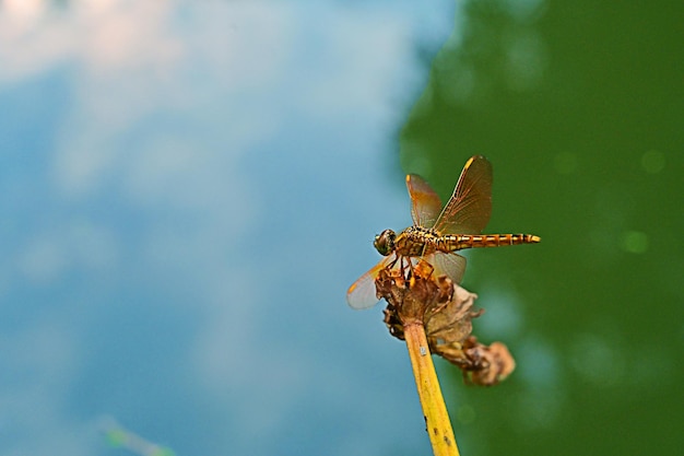 Libelle im Flussufer