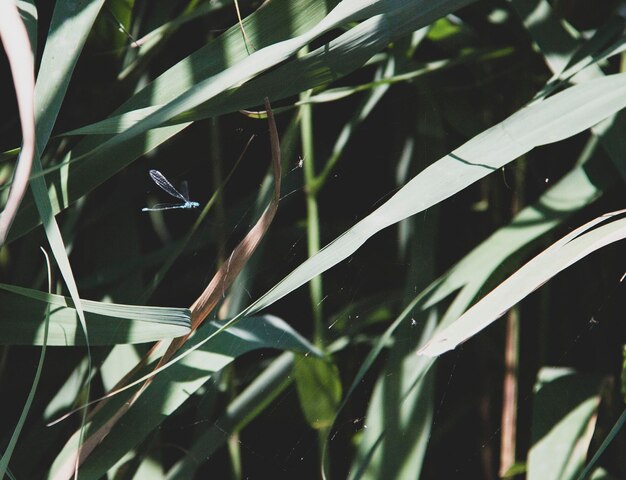 Libelle im Schilf Nahaufnahme