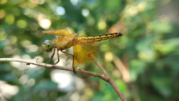 Libelle in der Natur