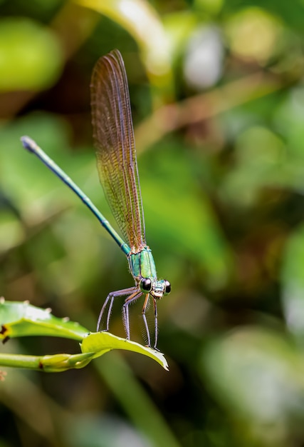 Libelle in der verschwommenen