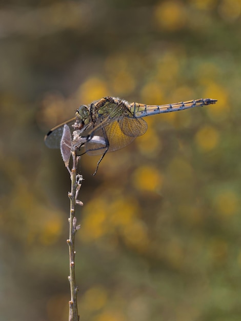 Foto libelle in ihrer natürlichen umgebung fotografiert