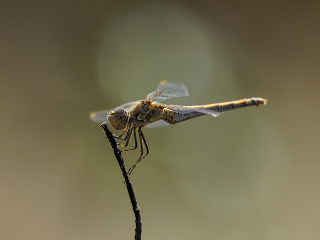 Libelle in ihrer natürlichen Umgebung.