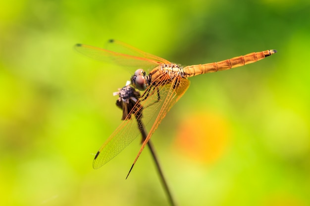 Libelle ruht auf einem Ast