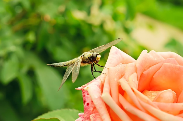 Libelle sitzt auf der Rose im Garten, Makro, natürlicher Hintergrund