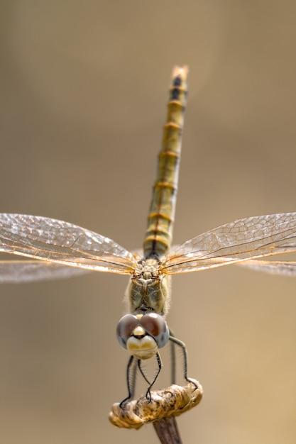 Libelle (sympetrum sp)