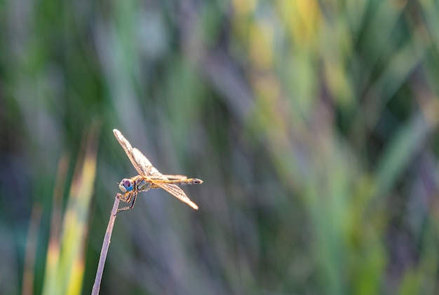 Libelle thront auf einem Ast