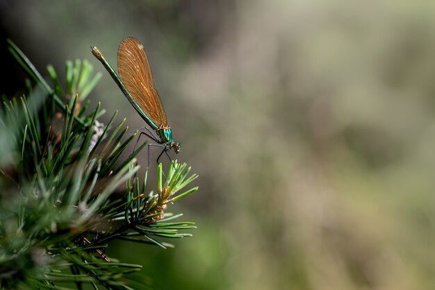 Libelle thront auf einem Ast