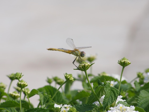 Libelle thront auf einer Blume