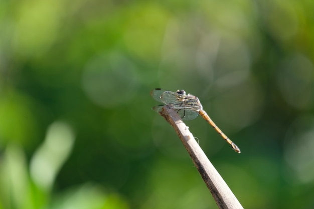 Libelle thront auf Zweig mit Bokeh-Hintergrund