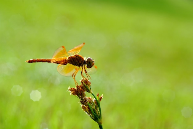 Libelle und Blume