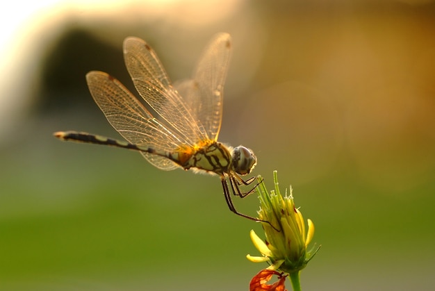 Libelle und Blume