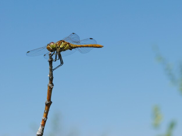 Foto libelle